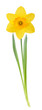 Yellow daffodil