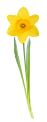 Canvas Print - Yellow daffodil