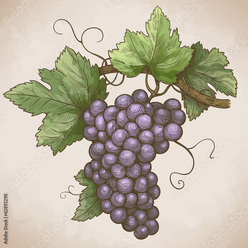Raisins de gravure sur la branche dans le style rétro Tableau sur Toile