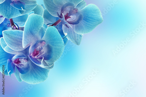 Plakat na papierze fotorealistycznym Kwiaty orchidei