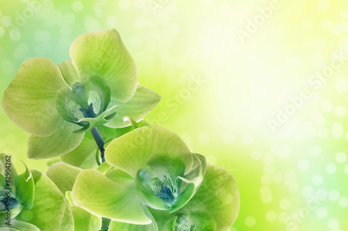 Plakat na papierze fotorealistycznym Kwiaty orchidei w słońcu