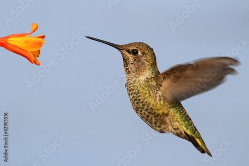 Naklejka samoprzylepna Annas hummingbird (calypte anna)