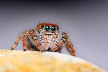 Phidippus Whitmani Jumping Spider Closeup