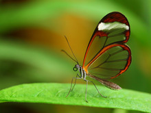 Glass Wing Butterfly (Greta Oto)