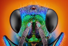 Extreme Sharp And Detailed Study Of 6 Mm Cuckoo Wasp