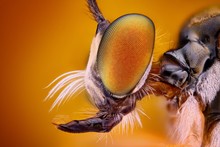 Extreme Sharp And Detailed View Of Robber Fly Head