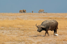 African Buffalo, Amboseli National Park