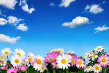 Blumenbeet Vor Blauem Himmel