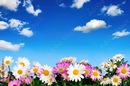 Blumenbeet vor blauem Himmel