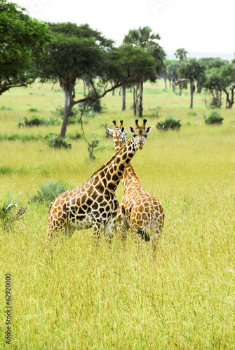 Board z aluminiowym obramowaniem Żyrafy rothschild, park narodowy murchison falls (uganda)