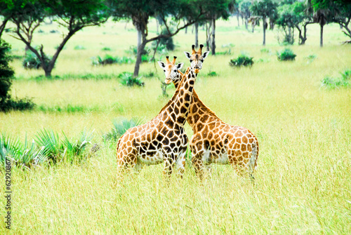 Board z aluminiowym obramowaniem Żyrafy rothschild, park narodowy murchison falls (uganda)