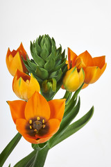 Canvas Print - ornithogalum dubium