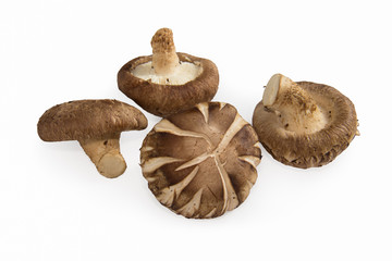 Fresh shiitake  isolated on white background