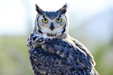 great horned owl