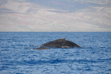 Wall Mural - Humpback Whales in Lahaina, Maui, Hawaii