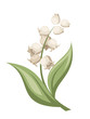 Lily of the valley flower. Vector illustration.