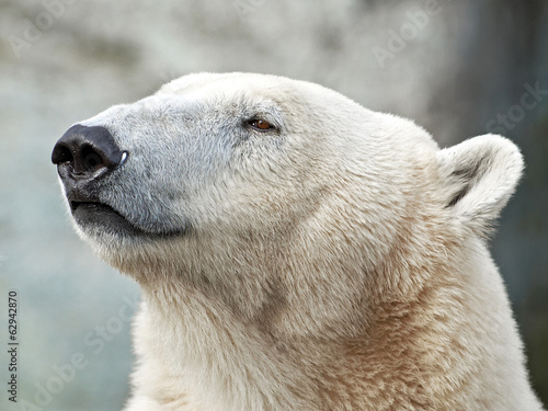 Plakat na papierze fotorealistycznym Niedźwiedź polarny (ursus maritimus)