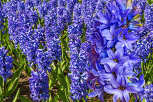 Blue Hyacinths In The Garden