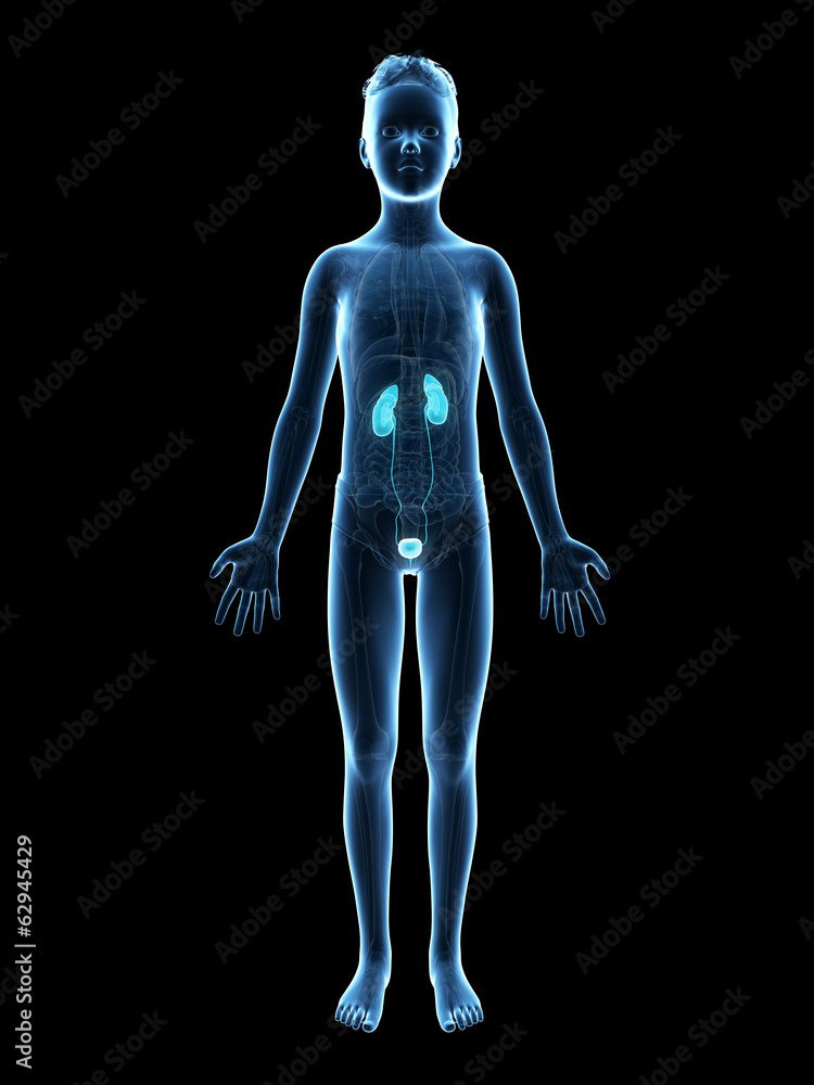 anatomy of a young boy - the urinary system Stock Illustration | Adobe ...