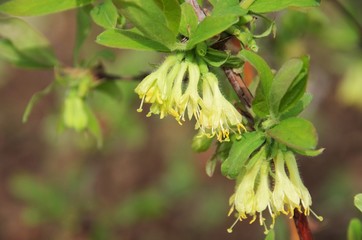 Poster - Maibeere Bluete - Lonicera kamtschatica blossom 09