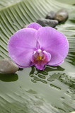 Fototapeta Desenie - Pink orchid flower with row of stones on banana leaf