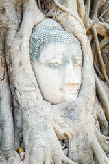 Sticker - Buddha head statue under root tree in ayutthaya Thailand