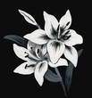 Beautiful painted lily on a black background