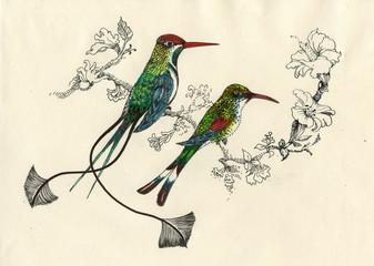 Drawing of beautiful bright birds and flowers