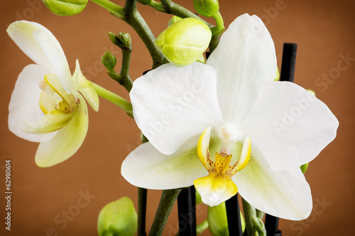 Plakat na papierze fotorealistycznym Ładna żółta orchidea