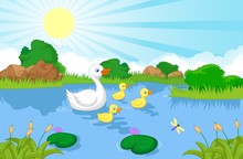 Duck Family Cartoon Swimming
