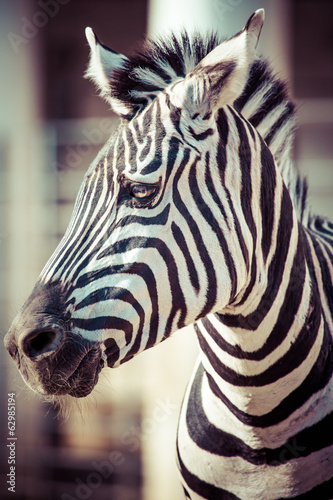 Board z aluminiowym obramowaniem Zebra, park narodowy serengeti, tanzania, Afryka Wschodnia