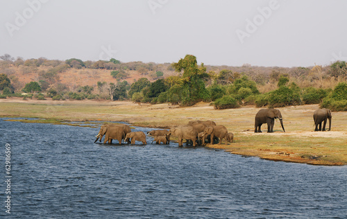 Naklejka samoprzylepna Rodzina słoni w chobe riverfront