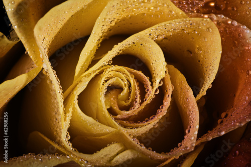 Obraz w ramie Yellow rose with rain drops