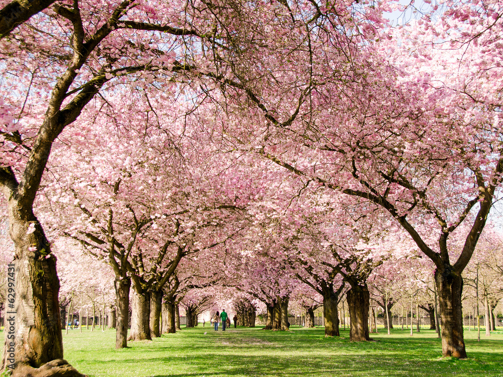 Romantischer Blütentraum Japanischer Kirschblüten :) - obrazy, fototapety, plakaty 