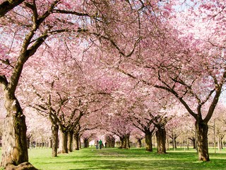 Fotomurales - Romantischer Blütentraum Japanischer Kirschblüten :)