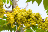 Fototapeta Kuchnia - Star Gosseberry Phyllanthus acidus tree