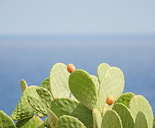 Cactus Over Blue Sea Background.