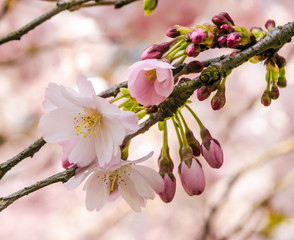 Fotomurales - Zartheit: Nahaufnahme Japanischer Kirschblüte :)