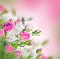 Wall Mural - Bouquet of white and pink roses. Floral background.