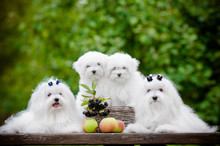 Maltese Dogs Family