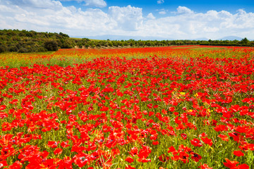 Wall Mural - Red poppy flowers field in France