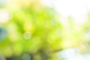 green bokeh abstract light background