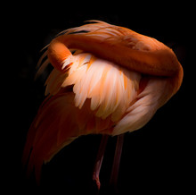 Pink Flamingo Birds  Preening Themselevs Curacao Caribbean