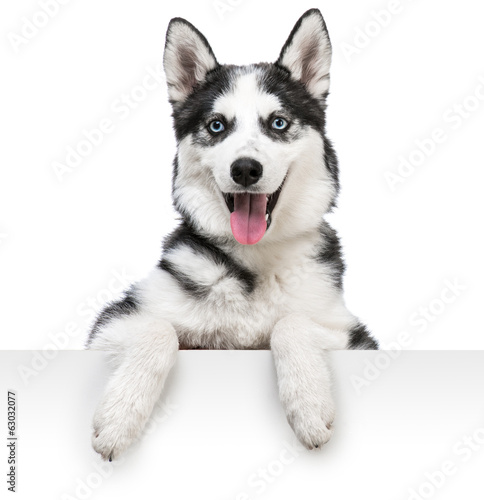 Fototapeta na wymiar husky dog portrait above white