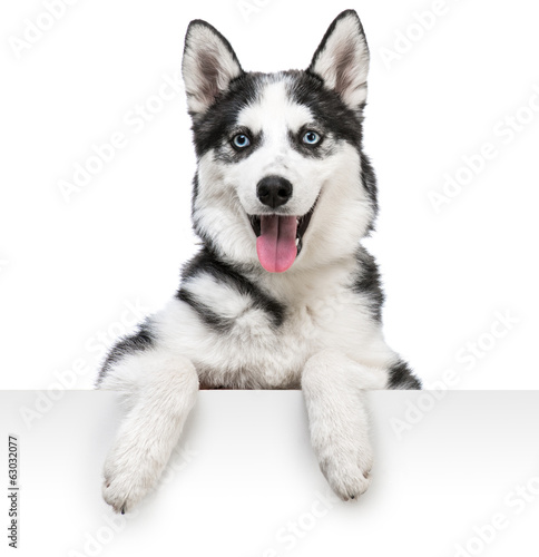 Fototapeta dla dzieci husky dog portrait above white