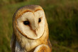 Lechuza, Tyto alba