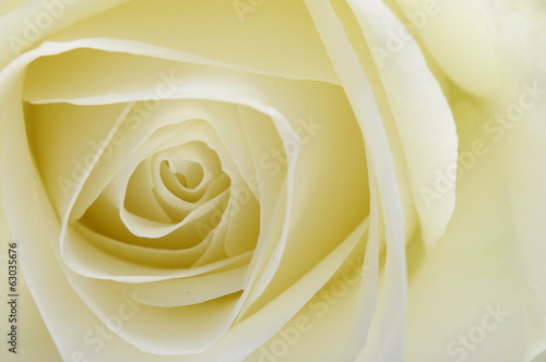 Obraz w ramie Close up of white rose heart