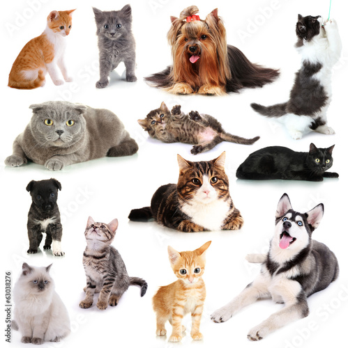 Tapeta ścienna na wymiar Collage of cats and dogs isolated on white