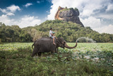 Fototapeta Sypialnia - Elephant ride