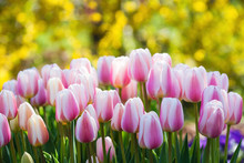 Pink White Tulips In Bloom, Yellow Bokeh Background